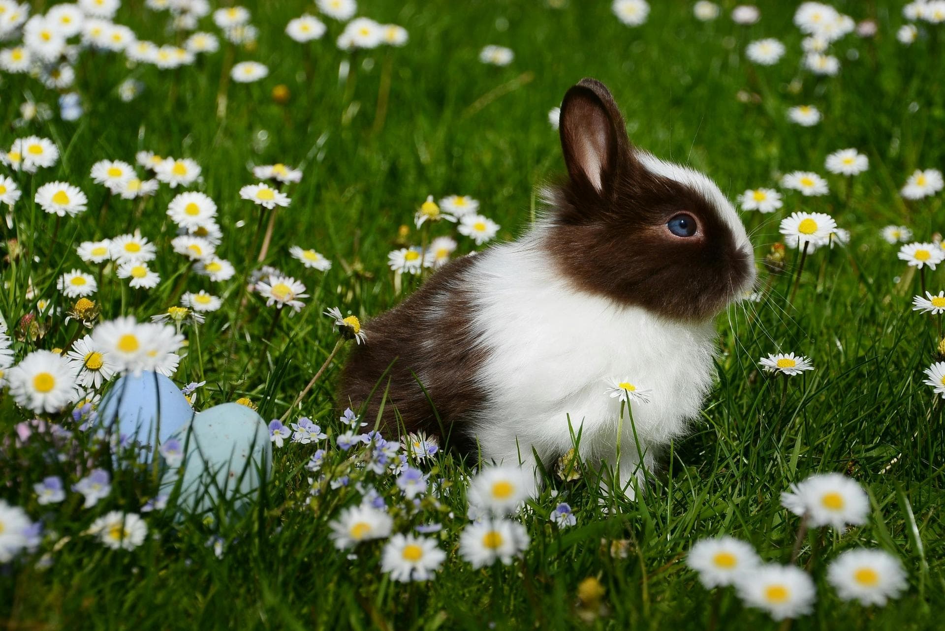 Specialist Vets in Kalispell